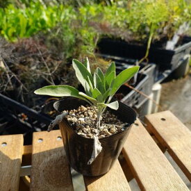 楽天市場 ホワイトセージ 種 鉢花 花 観葉植物 花 ガーデン Diyの通販