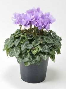 yzy/zVN Zi[fBACbNtijkCEBE͕ʓrZ܂[1]͓F\1TԑO͓F12/13ȍ~