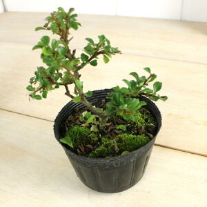 yzy/z~ij3.5@ԁEt͎ɂ܂BkCEBE͕ʓrZ܂yFz[20]͓F\10O