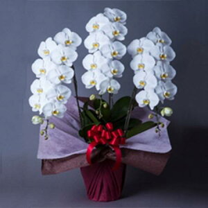 yzy/zӒ@ց@3{ 3L@kC͑Z yAGz[1]͓F\1TԑO