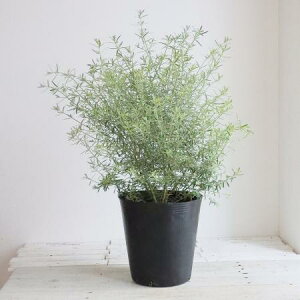 yzy/zI[XgA[Y}[EGXgMA CCgi7jkCEBE͑Z܂ByOz[1]͓F\1TԑO