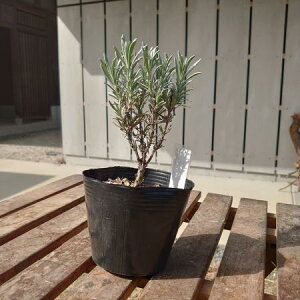 yzy/zn[uc@x_[Ob\4  ͂wsE͂ɂďiKmF[1]͓F\10O