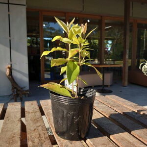 yzy/zn[uc@}[g 3  ͂wsE͂ɂďiKmF[1]͓F\10O