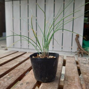 yzy/zn[uc@`Cu  ͂wsE͂ɂďiKmF[1]͓F\10O