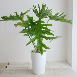 yzy/zϗtA@Z[̔i7jkCEBE͑Z[1]͓F\10O