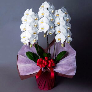 yzy/zӒ@ց@3{ 2L@kC͑Z yAGz[1]͓F\1TԑO