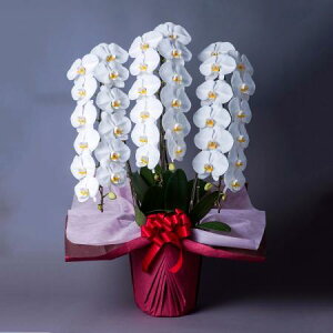 yzy/zӒ@ց@3{ 4L@kC͑Z yAGz[1]͓F\1TԑO