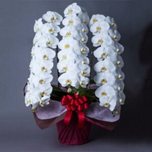 yzy/zӒ@ց@3{ 5L@kC͑Z yAGz[1]͓F\1TԑO