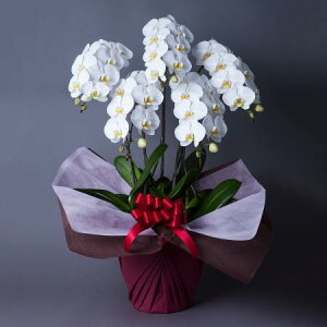 yzy/zӒ@ց@5{ 2L@kC͑Z yAGz[1]͓F\1TԑO