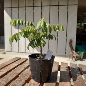 【送料無料】【生花/直送】ハーブ苗　カレーリーフ4号 ※ お届け日指定不可・お届けについて商品説明を必ずご確認下さい[1鉢]※届日限定：予約10日前
