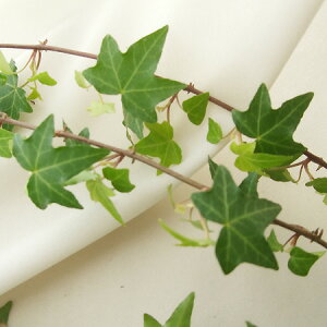 yԁzACr[i킨܂iO[orj60cmx[5{]