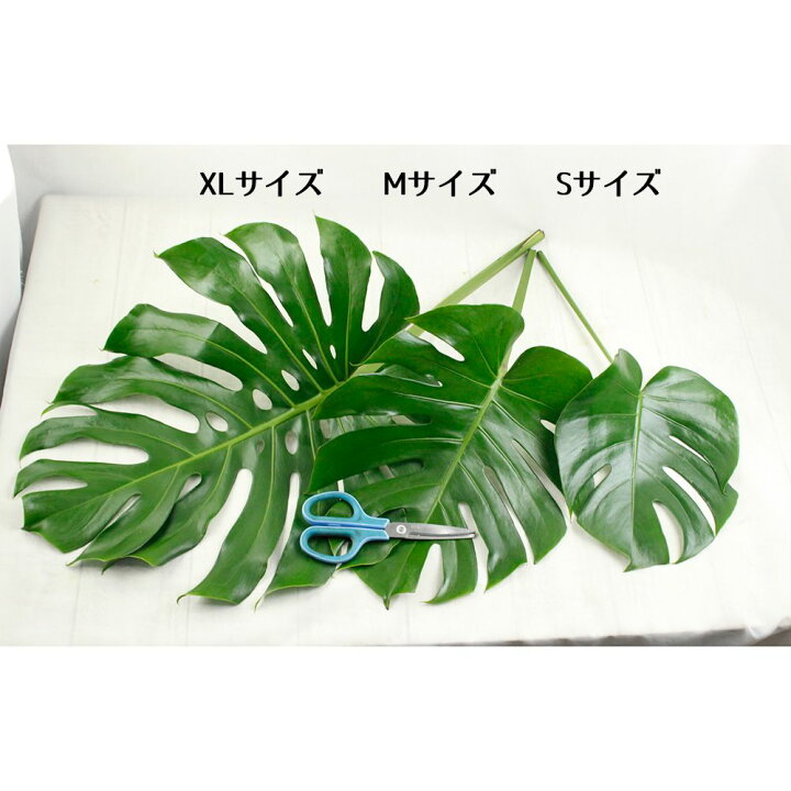楽天市場 生花 モンステラm 30ｃｍ前後 5本 花材通販はなどんやアソシエ