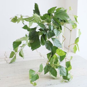 yԁzyzO[vACr[@AW(50cm)[10{]