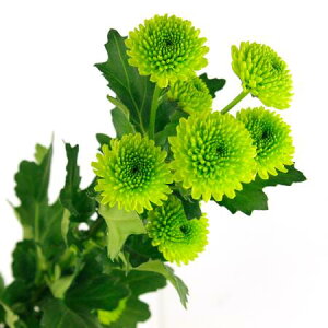 yԁzXv[} pO[i΁j ͓F12/20-30FJFD[10{]