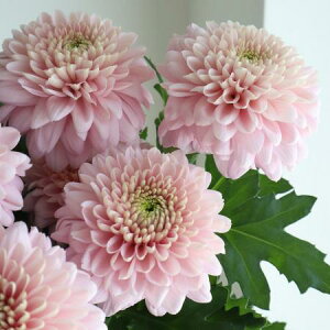 yԁzfR} Iy sN ͓F12/20-30FJFD[10{]