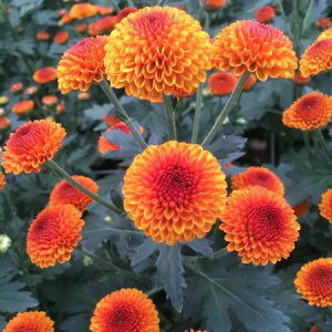 yԁzXv[} t@C[{[ ͓F12/20-30FJFD[10{]