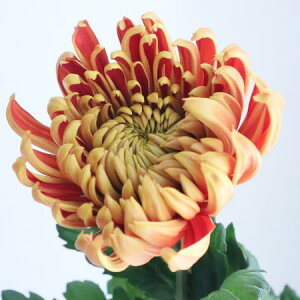 yԁzfR} tGS_[N ͓F12/20-30FJFD[10{]