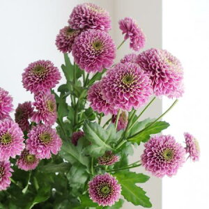 yԁzXv[}@hAiZsNj ͓F12/20-30FJFD[10{]