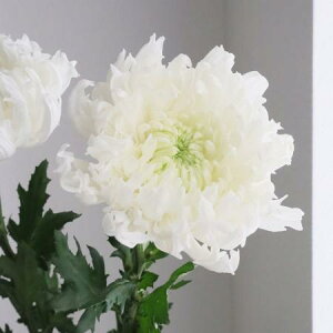 yԁzfR} ACV^Cij ͓F12/20-30FJFD[10{]