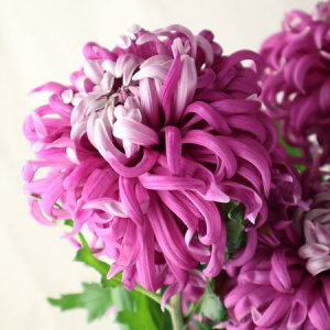 yԁzfR} }mAisNnj ͓F12/20-30FJFD[10{]