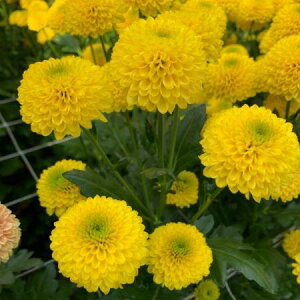 yԁzXv[} hACG[ ͓F12/20-30FJFD[10{]