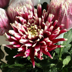 yԁzfR} tFXgiZsNnj ͓F12/20-30FJFD[10{]