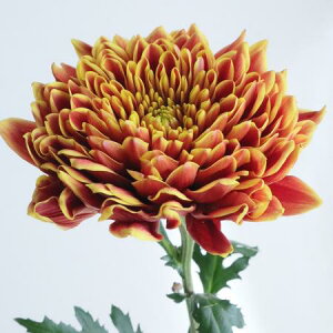 yԁzfR} [NiFnj ͓F12/20-30FJFD[10{]