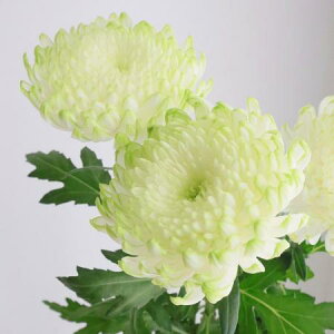 yԁzfR} [uC ͓F12/20-30FJFD[10{]