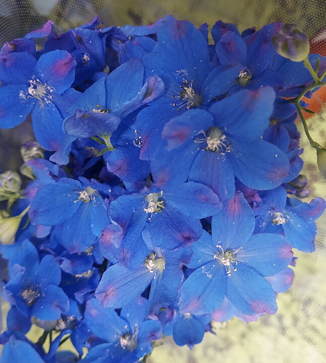 楽天市場 生花 デルフィ グランブルー 青スプレー A50cm程度 Ot 5本 花材通販はなどんやアソシエ