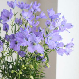 楽天市場 デルフィニウム 花束 切花 花 観葉植物 花 ガーデン Diyの通販