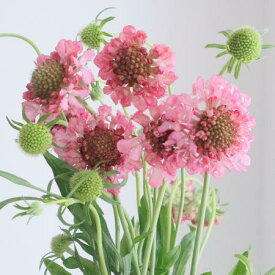 美しい花の画像 ぜいたくスカビオサ ピンク