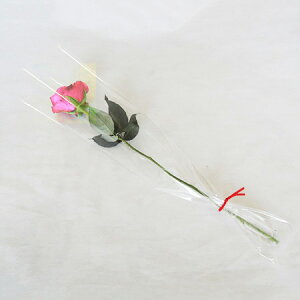 yԁz1{ԑu[PioEsNj[10{]