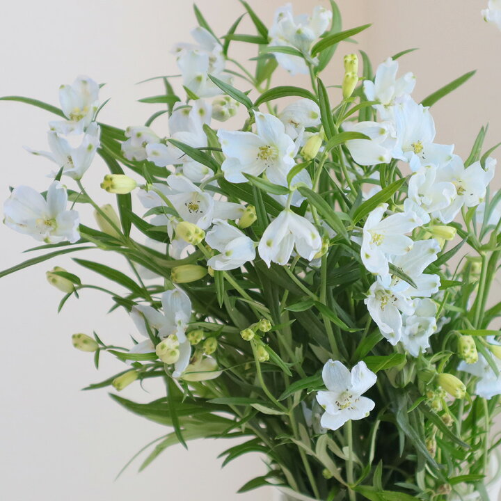楽天市場 生花 デルフィニューム プラチナブルー 水色スプレー 豊橋農協などa50cm Ot 5本 花材通販はなどんやアソシエ