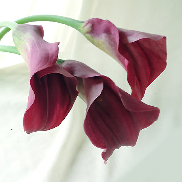 楽天市場 生花 カラー キャプテンプロミス 紫系 50cm程度 Ot 5本 花材通販はなどんやアソシエ