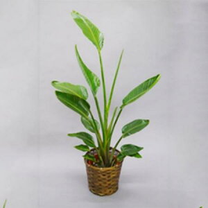 yzy/zϗtA I[KX^ 8@kC͑Z@͓F\10OyAGz[1]