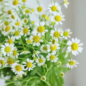 楽天市場 マーガレット 花束 切花 花 観葉植物 花 ガーデン Diyの通販