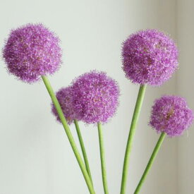 楽天市場 アリウム 生花の通販 楽天市場 アリウム 生花の通販
