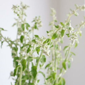 楽天市場 キャット 花束 切花 花 観葉植物 花 ガーデン Diyの通販