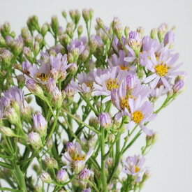 楽天市場 クジャクソウ 花束 切花 花 観葉植物 花 ガーデン Diyの通販