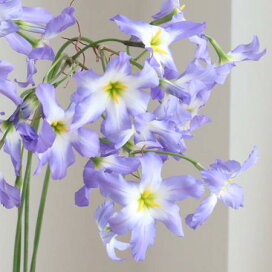 楽天市場 生花 切り花 ワ行 ワイルドフラワー プロテアなど ワックスフラワー 花材通販はなどんやアソシエ
