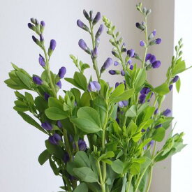 【生花】センダイハギ（紫）6-70cm程度【FJ】[10本]