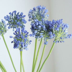 楽天市場 アリウム 生花の通販