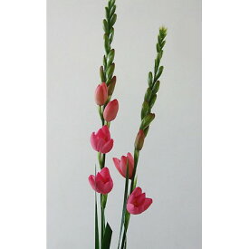 楽天市場 イキシア 花 ガーデン Diy の通販