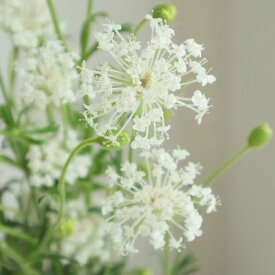 楽天市場 ブルーレースフラワー 花 ガーデン Diy の通販 楽天市場 ブルーレースフラワー 花 ガーデン Diy の通販