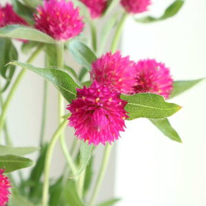 �y���ԁz����g�@�N�C�Y�J�[�}�C���i1�{�����j40cm�[�yOT�z������[10�{]