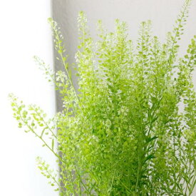 楽天市場 ナズナ 花束 切花 花 観葉植物 花 ガーデン Diyの通販
