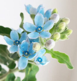 楽天市場 星形の花の通販