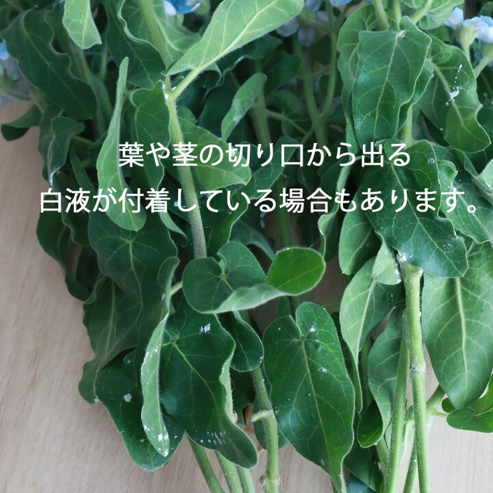 楽天市場 生花 ブルースター ピュアブルー 丸弁 高冷地 長野県など Ot 5本 届日限定 8 23以降 花材通販はなどんやアソシエ