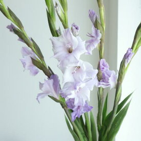 楽天市場 グラジオラス 花束 切花 花 観葉植物 花 ガーデン Diyの通販