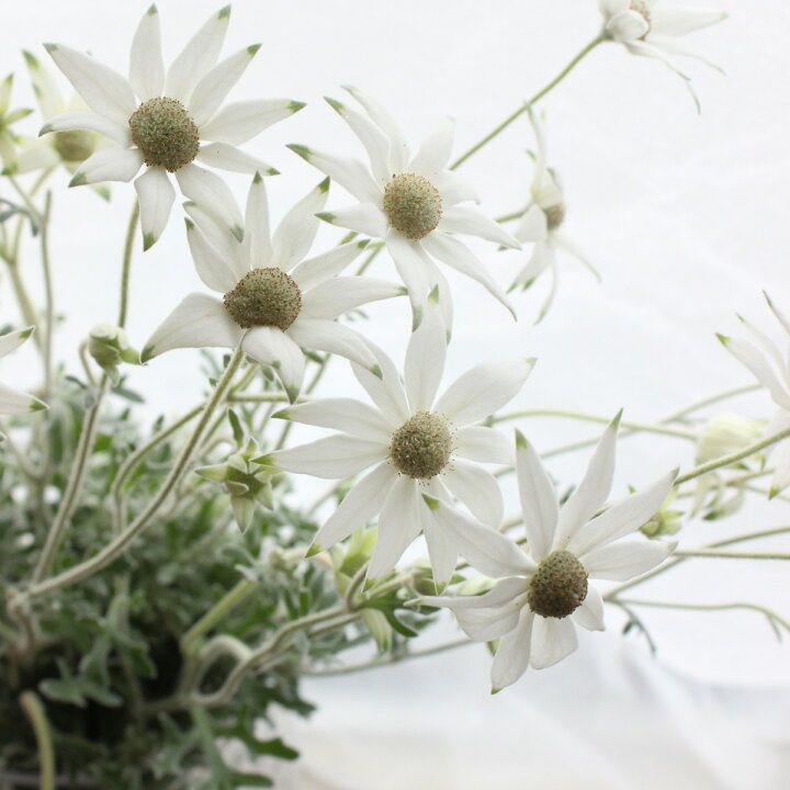 激安人気新品 切り花 生花 切花 ワイルドフラワー サファリサンセットなど 5本